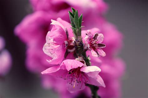 風水 桃花|風水で恋愛運アップに即効性も！桃花位が決め手 